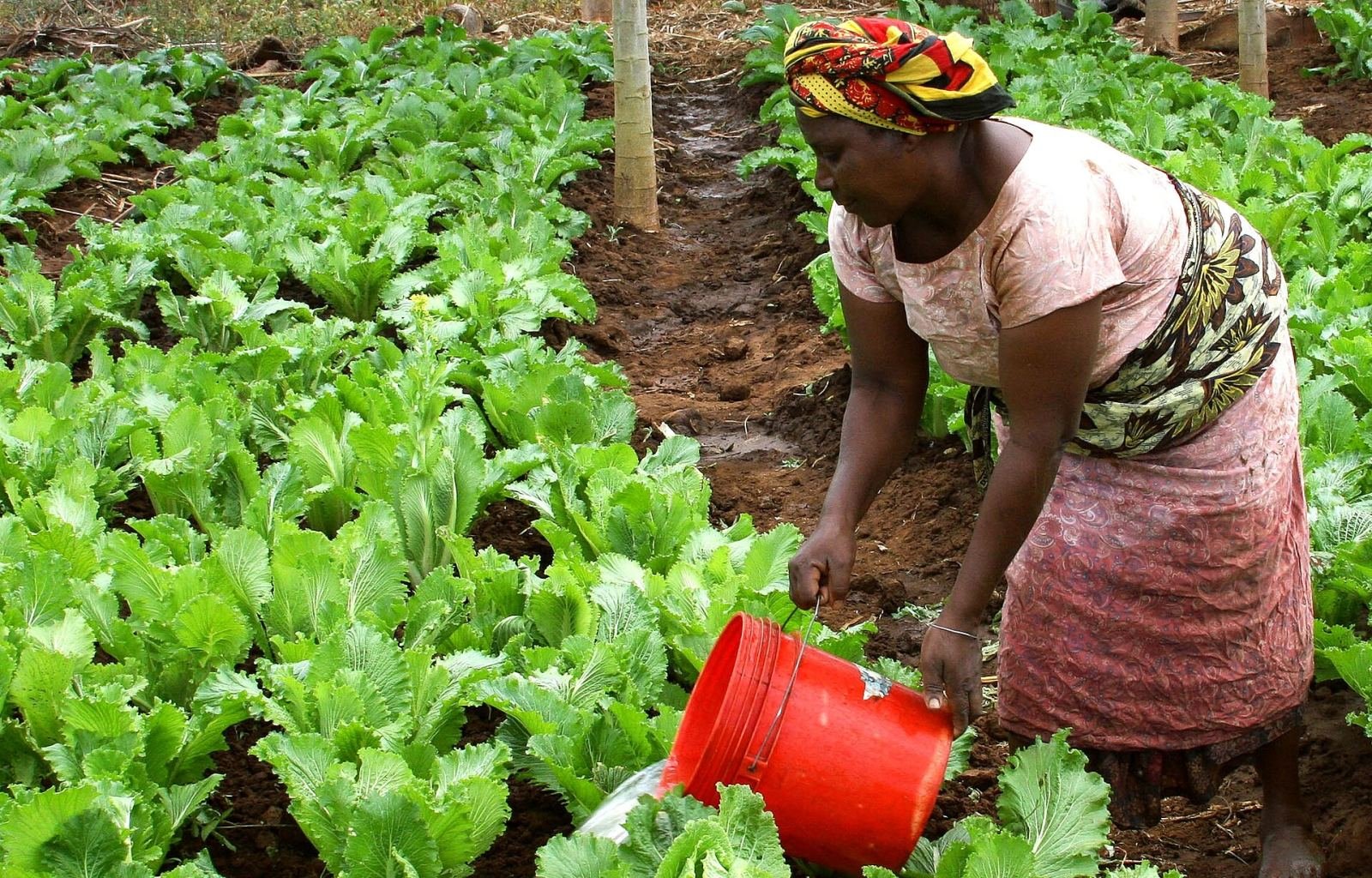 Agriculture durable et Sécurité alimentaire